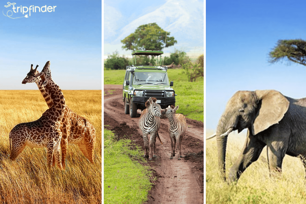 Tanzania Safari Holidays from Dubai