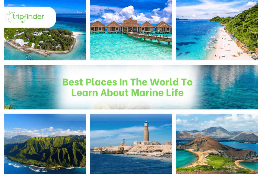 Best Places In The World To Learn About Marine Life