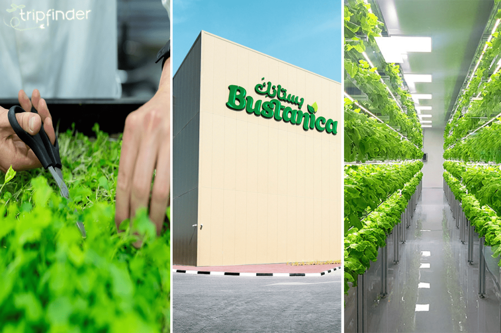 <strong>Is this the future of farming? Dubai with the World’s Largest Vertical Farm</strong>