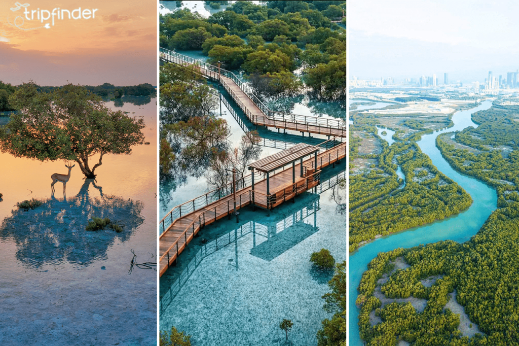 <strong>Explore the Forest Growing in the World’s Hottest Sea</strong>