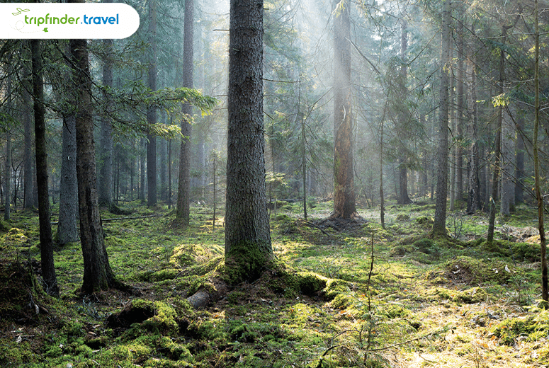 The Bialowieza Forest is a significant remnant of the once-vast ancient forests that covered much of Europe. | Poland Tourist Visa From UAE