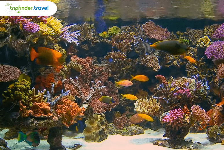 Tropical Aquarium | Djibouti Tourist Visa For UAE Residents