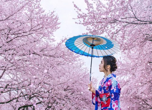 Cherry Blossoms in Japan-2026 Trip from Dubai